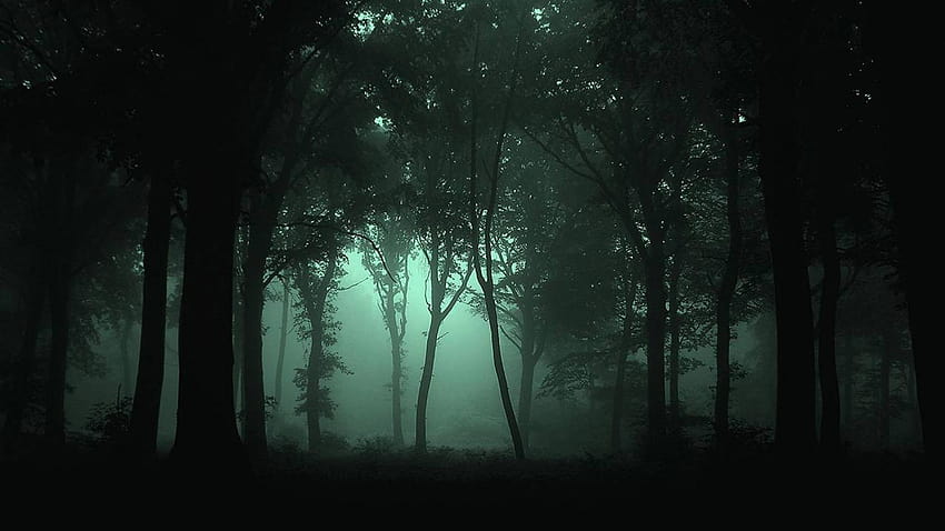 Dark Forest High Quality Resolution, silent forest HD wallpaper