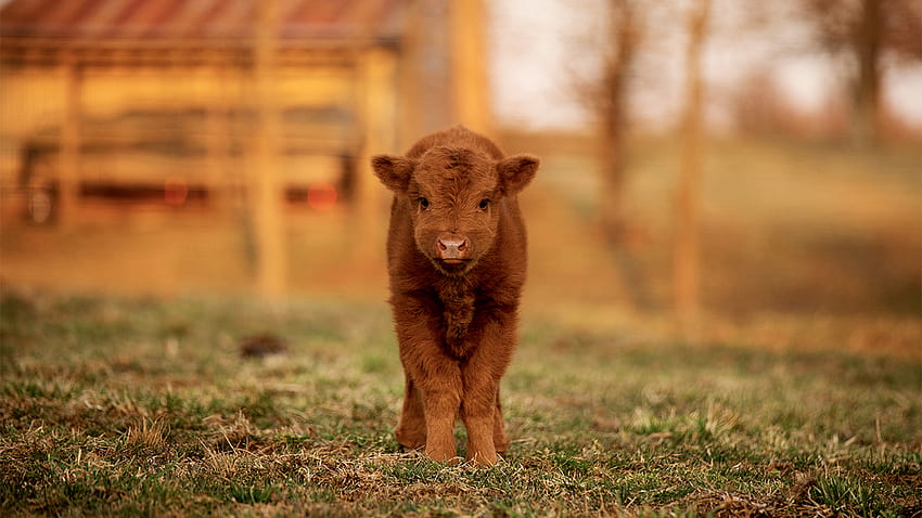 Esta granja de Kentucky tuvo un baby boom de vacas de las Tierras Altas: mira la computadora de vacas esponjosas fondo de pantalla