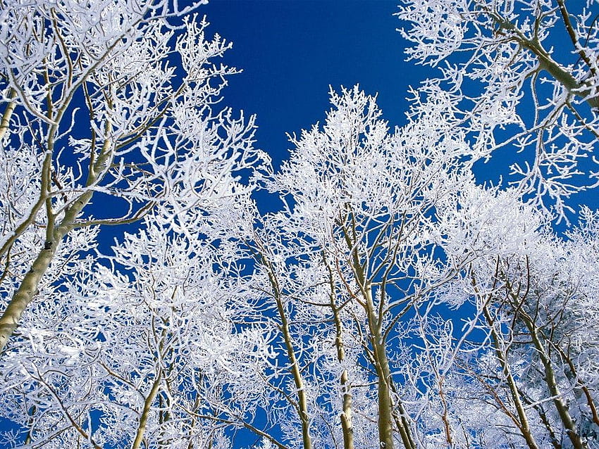 Neve: Discesa della Misericordia di Dio nel 2019, alberi d'inverno Sfondo HD