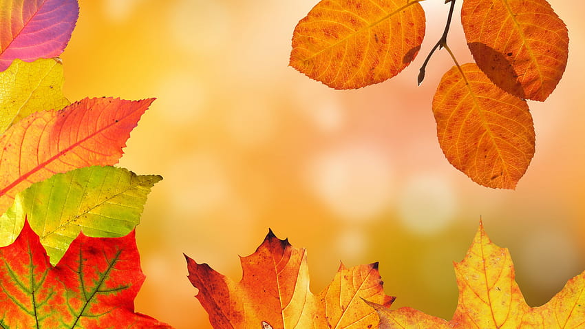 Autumn Leaves Autumn Leaf Minimalist Hd Wallpaper Pxfuel