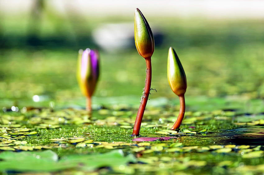 : Lotus, Feld, Blütenblatt, Knospe, Natur, Blume, Garten, Flora, Wasser, See, Feuchtgebiet, Lotusfeld HD-Hintergrundbild