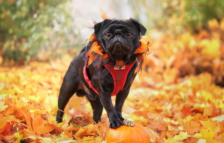 autumn, nature, foliage, dog, pug, pumpkin , section собаки, fall pug HD wallpaper