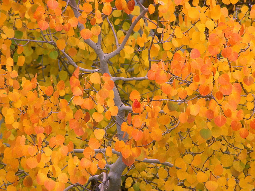 Aspen Tree, autumn aspens HD wallpaper | Pxfuel