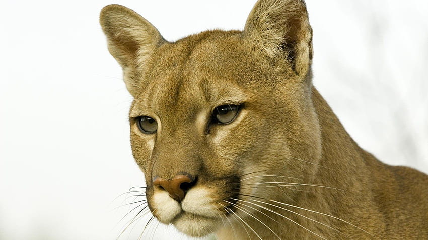 Cougars Tag : Lions Mountain Cougars Puma Animals HD wallpaper