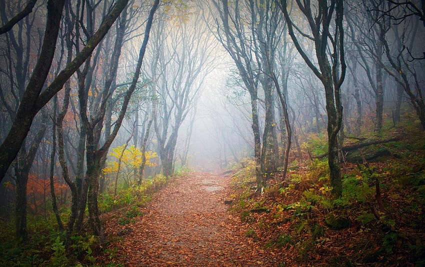Forest Misty Path Leaves Pflanze, nebliger Herbstwaldweg HD-Hintergrundbild