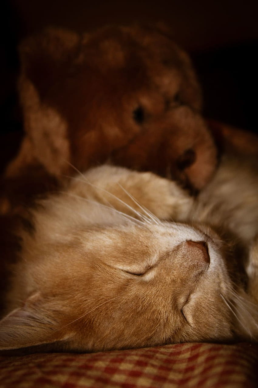 : cat, sleep, pet, animal, sleeping, cute, relax, cat nap HD phone wallpaper