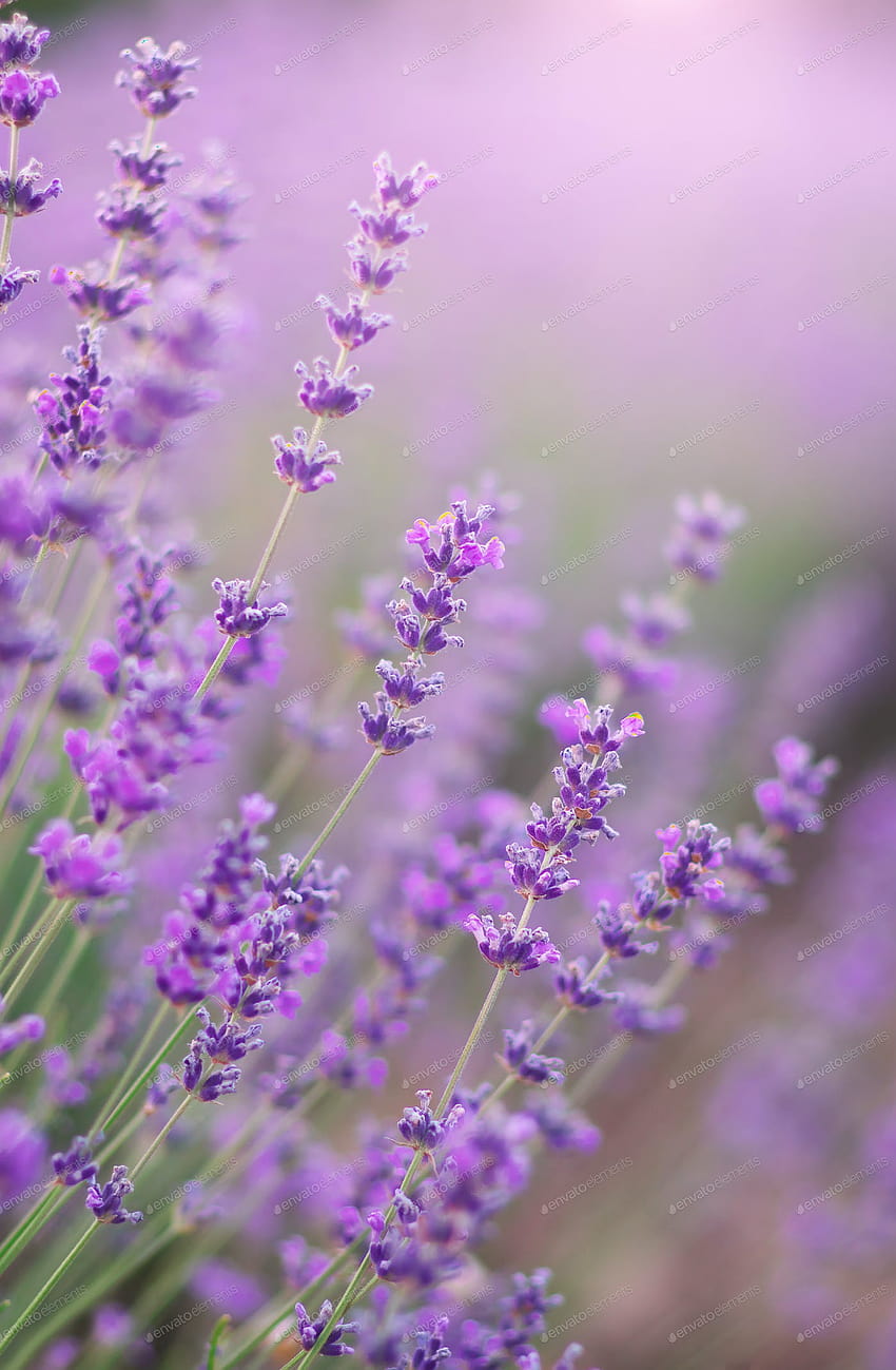 Zoomed in nature purple flowers by twenty20 on Envato Elements, hello spring lavender HD phone wallpaper