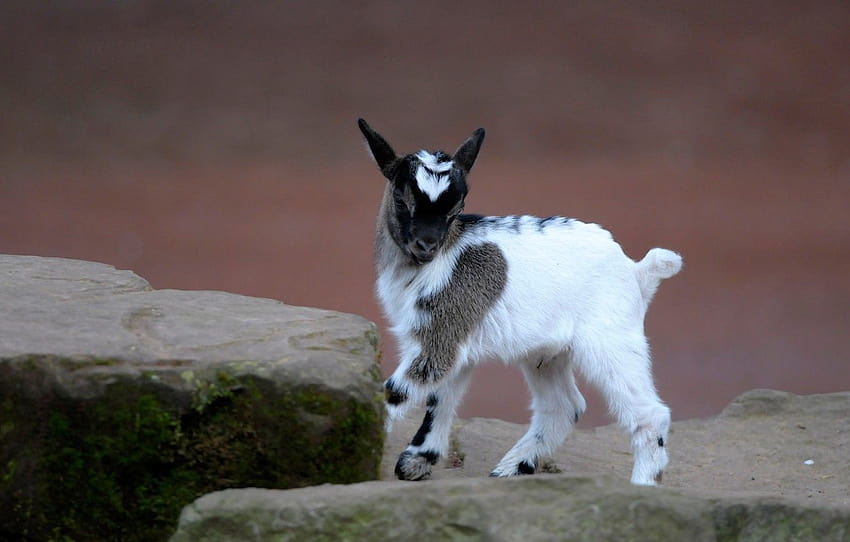 White, Pose, Stones, Background, Baby, baby goats HD wallpaper