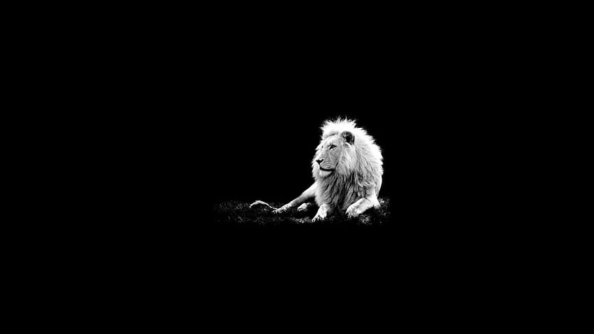 Los mejores leones, los mejores oscuros fondo de pantalla | Pxfuel