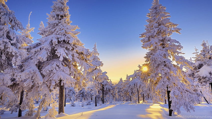 Zimowy las sosnowy 1920×1080 Pełny rozmiar ... Tła Tapeta HD