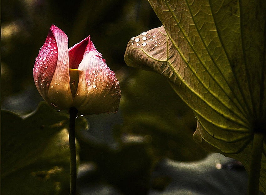ดอกไม้: ดอกบัวสีชมพู น้ำค้างยามเช้า ดอกตูม ใบไม้ น้ำค้างยามเช้าบนใบไม้ วอลล์เปเปอร์ HD