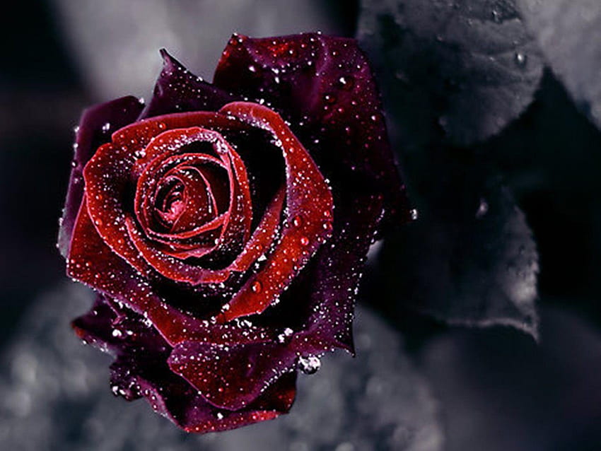 Tetesan Tag : Alam Tetesan Hujan Tetesan Embun Bunga Mawar, tetesan hujan yang indah dengan tanda kutip Wallpaper HD