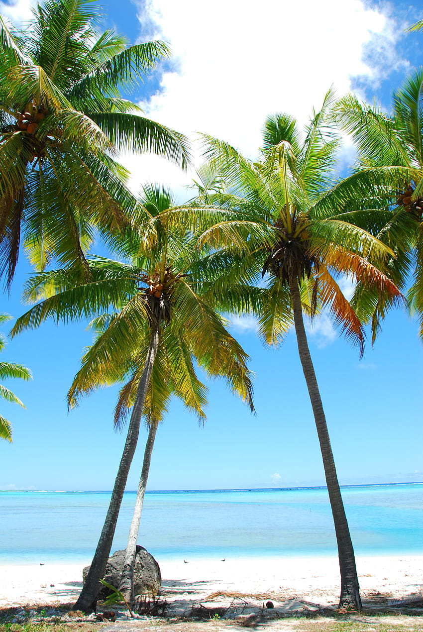 Palm trees tumblr vertical Filepalm Trees Polynesiajpg, miami florida palm trees and skyline HD phone wallpaper