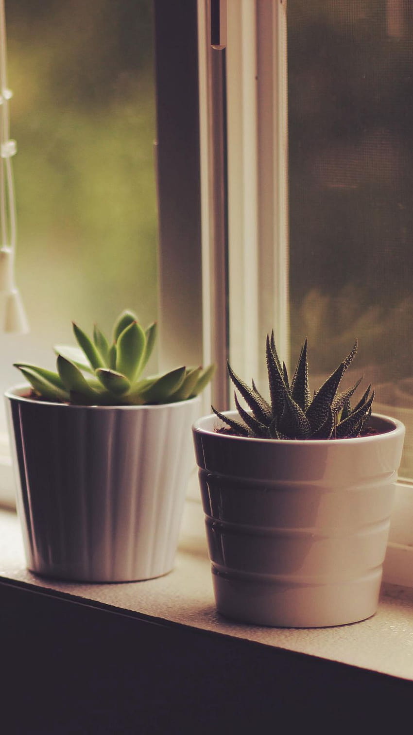 Flower Pots, Window Sill, Indoor Plants HD phone wallpaper