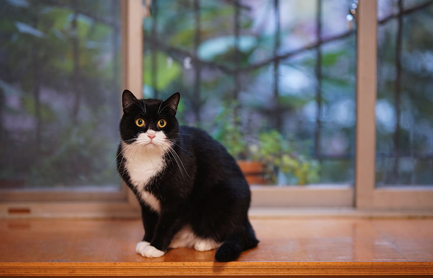 แมวทักซิโด้บนพื้นผิวสีน้ำตาล · หุ้น แมวทักซิโด้ วอลล์เปเปอร์ HD