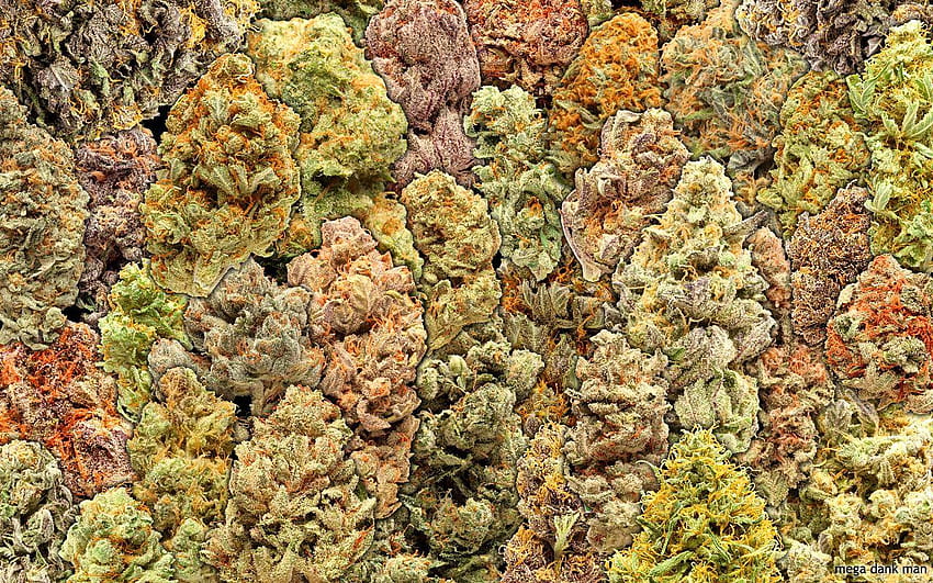 Gruppo Marijuana, cannabis Sfondo HD