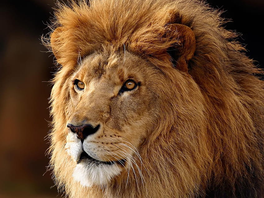 World Lion Day 10th August – Steve Travis – President P.A.L, animal lion HD wallpaper