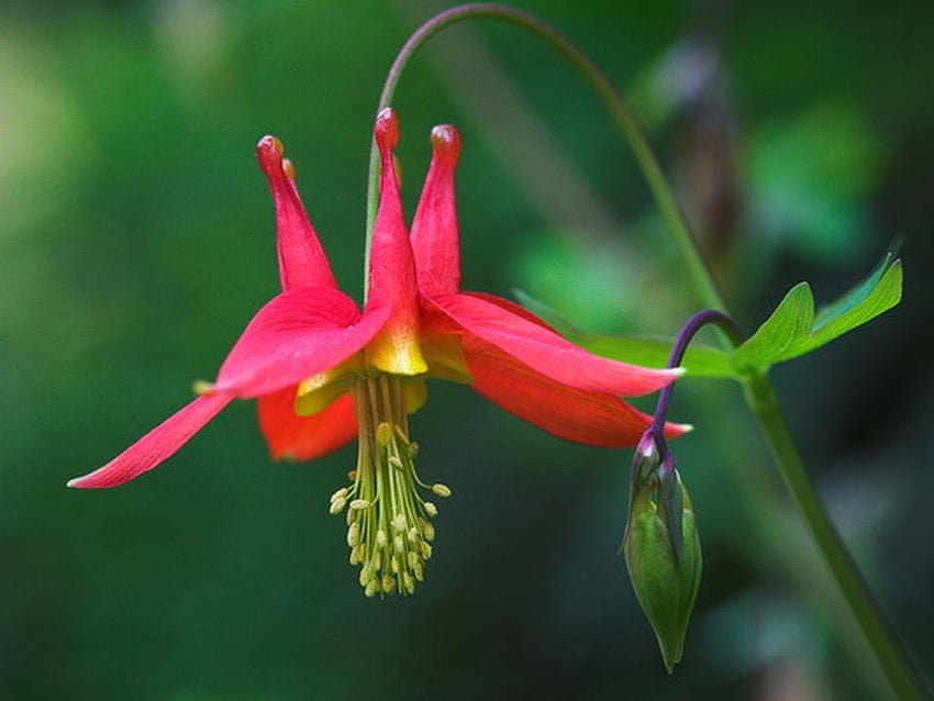 콜럼바인 태그 : 쿨 콜럼바인 붉은 꽃, 예쁜 콜럼바인 HD 월페이퍼