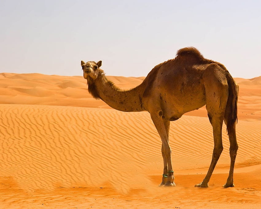 Desert camel HD wallpaper | Pxfuel