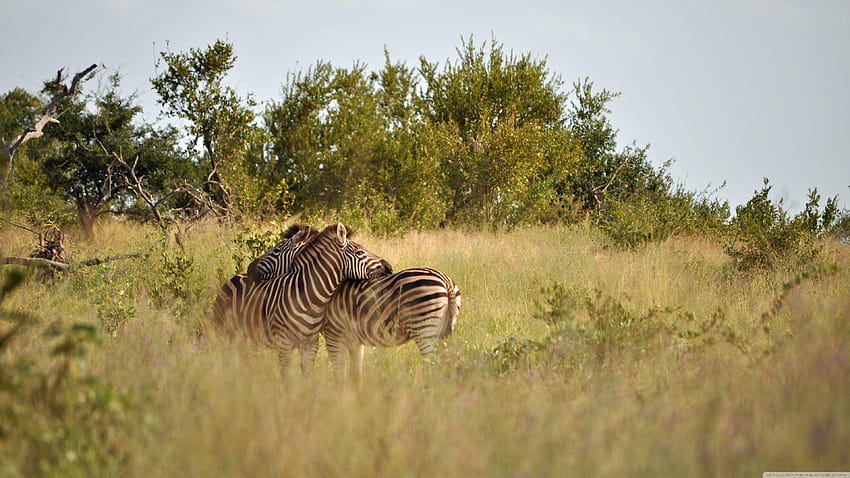Park Narodowy Krugera ❤ dla • Podwójny monitor, park narodowy Tapeta HD
