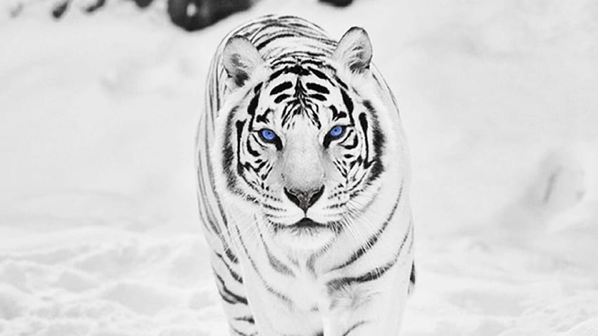 pics of white tigers, siberian tiger HD wallpaper