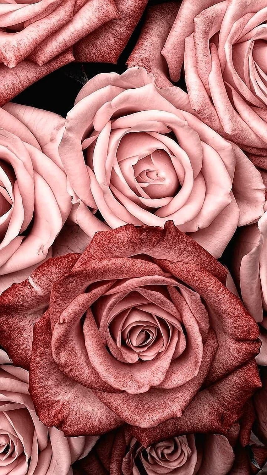 Rose, Flowers, And Pink, gold pink aesthetic HD phone wallpaper