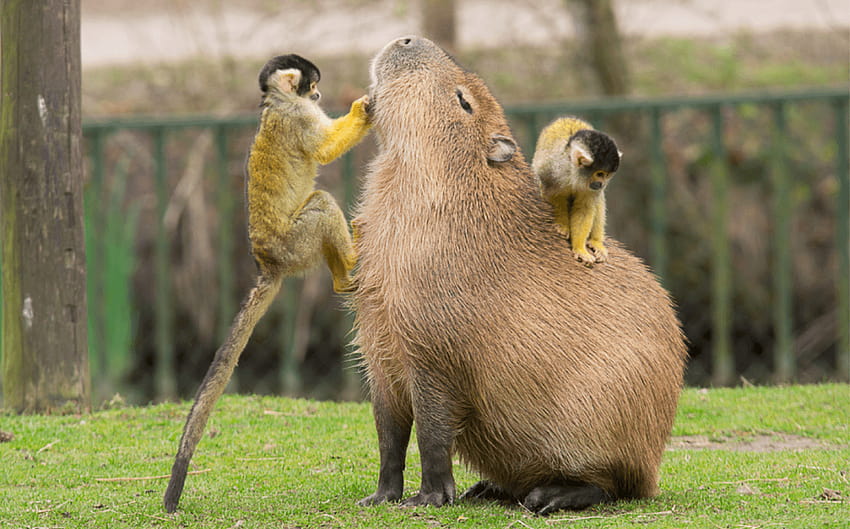 Se lier d'amitié avec un Capybara : capybara Fond d'écran HD