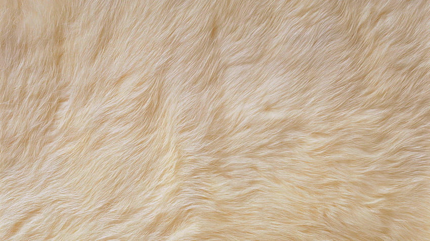White Fur HD wallpaper