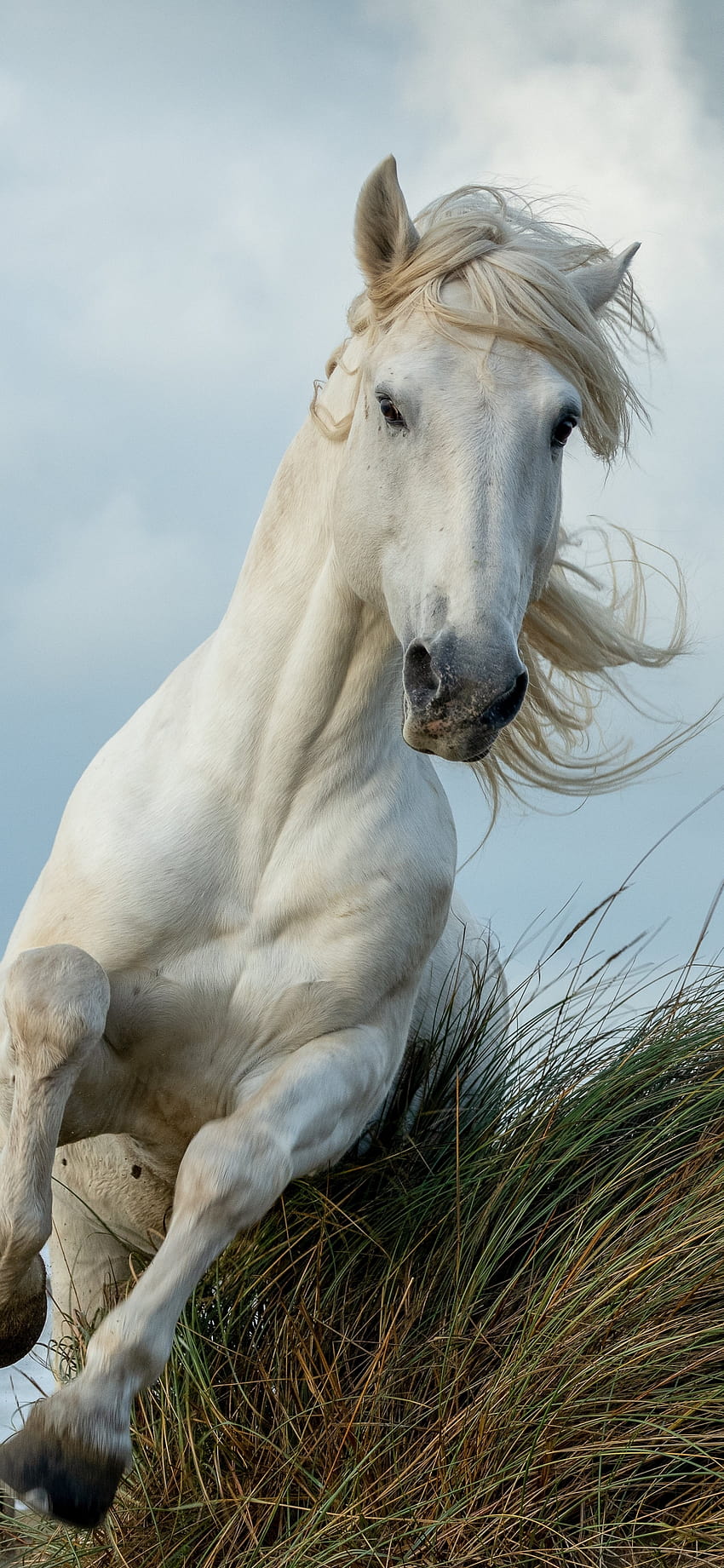 白い馬, 走る, 動物 1125x2436 , iphone x, 1125x2436 , バックグラウンド, 26277, 美しい白い馬 HD電話の壁紙