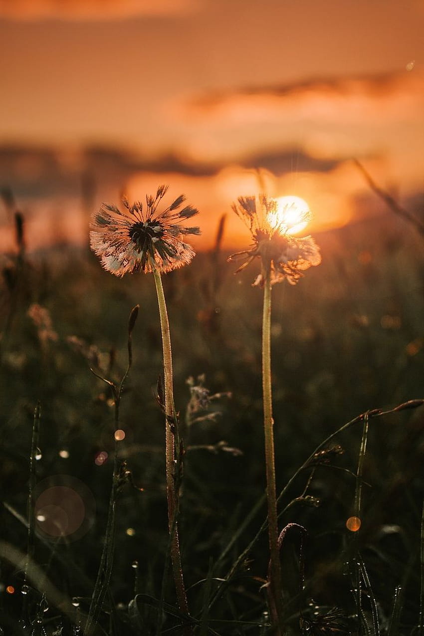 na Pixabay, kwiaty o zachodzie słońca Tapeta na telefon HD