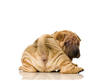 Fat store shar pei