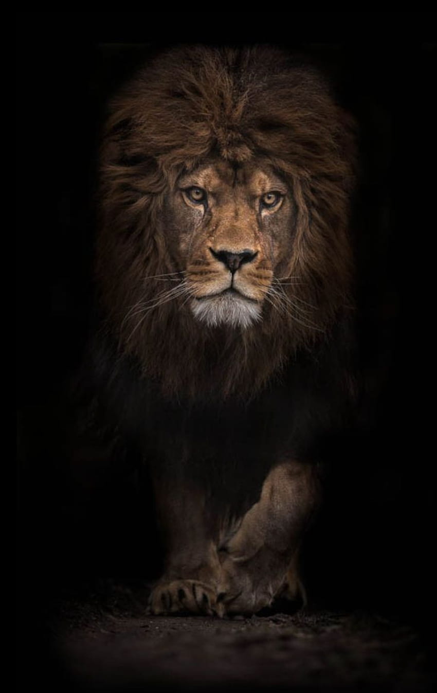 Schwarzer Löwe auf Hund HD-Handy-Hintergrundbild