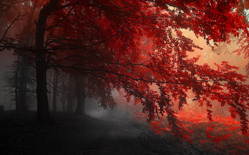 Red With Nature Color Of Computer HD wallpaper