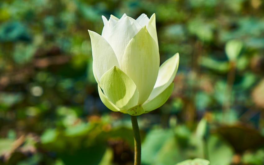 3840x2400 weißer Lotus, Blüte, Knospe, Ultra 16:10, Breit, 3840x2400, Hintergrund, 2099 HD-Hintergrundbild