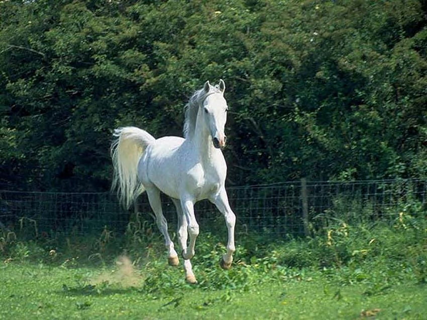 달리는 말 무리 흰색, 달리는 말 HD 월페이퍼