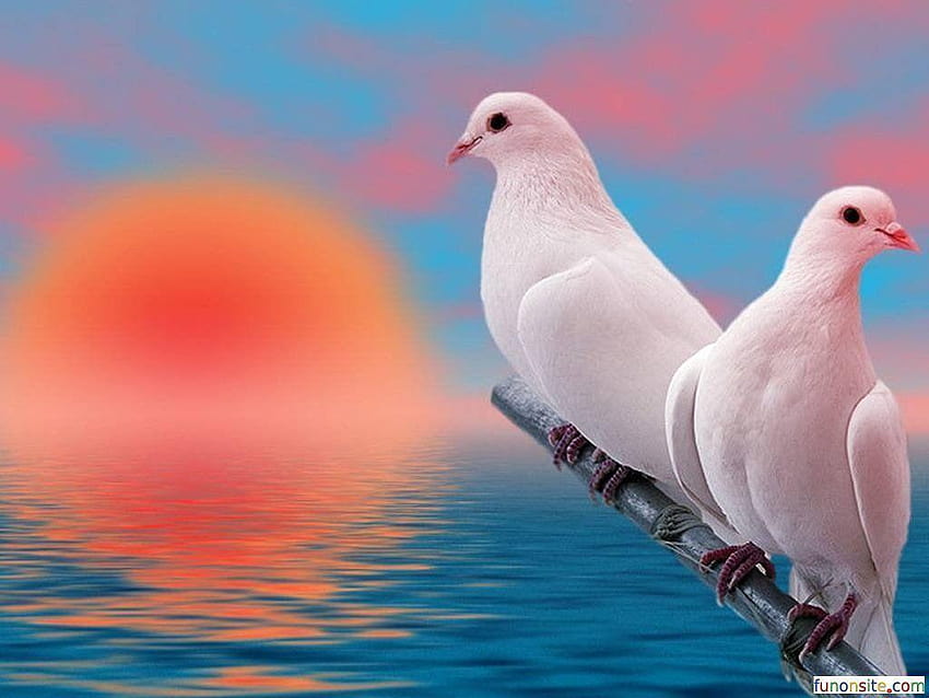 Natura ›› Bel piccione Sfondo HD