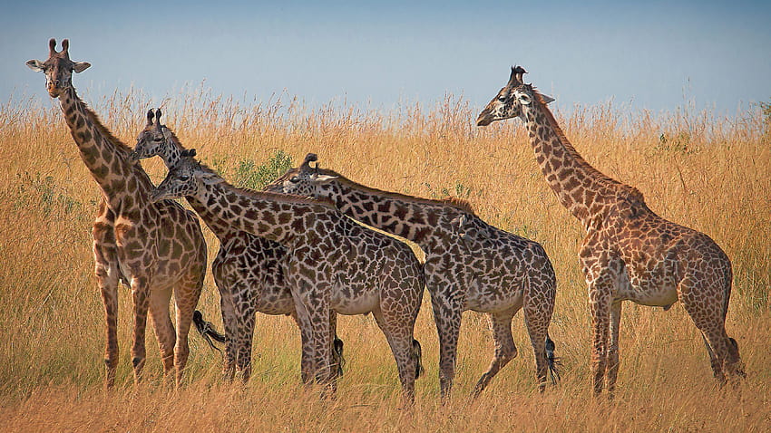 Giraffe Animal African Mammals From Savannah In Kenya And Tanzania Ultra Tv For Laptop Tablet And…, village animals HD wallpaper