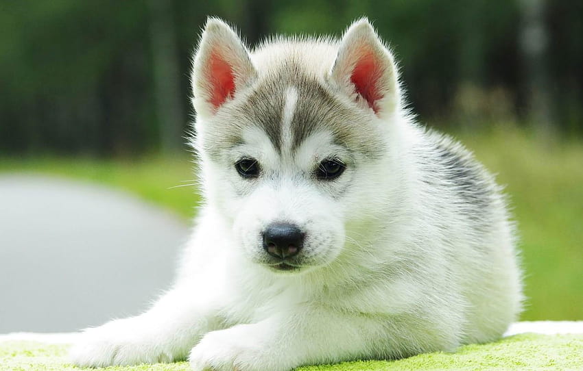 Baby, puppy, husky , section, baby puppy HD wallpaper | Pxfuel