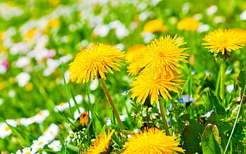 5 Tips for a Sustainable Autumn – The Green Dandelion