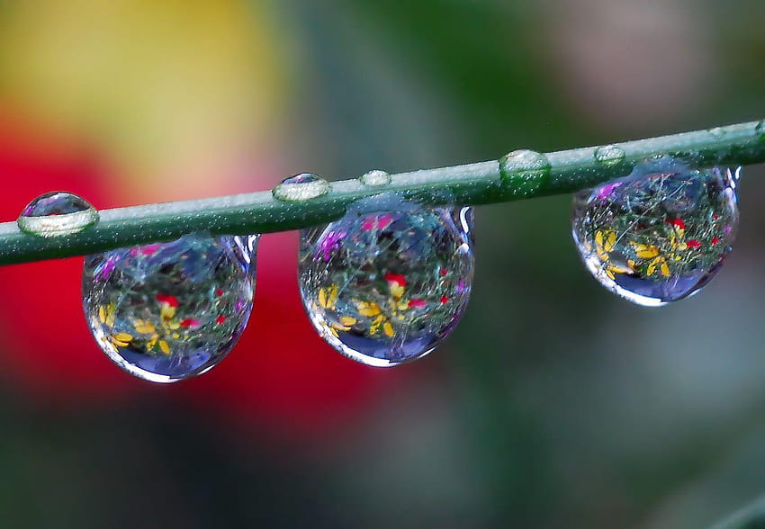 Shallow focus graphy of water drops on stem, water drop focus HD wallpaper