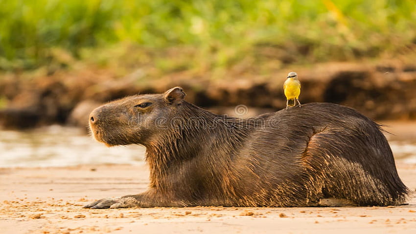 Capybara-PC HD-Hintergrundbild