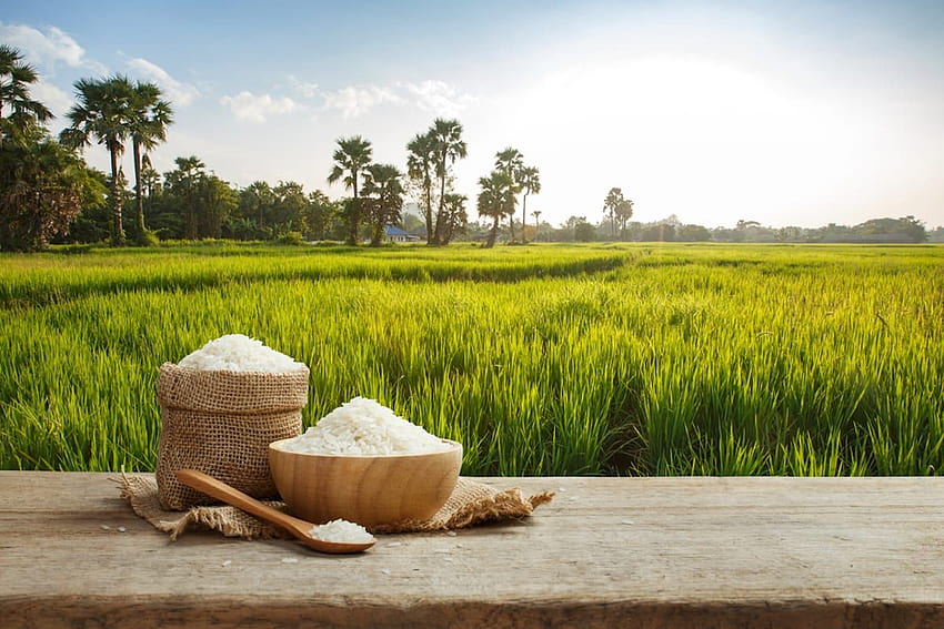 Arroz blanco crudo asiático con los s de campo de arroz Envirotec [1200x800] para su vista de campo de arroz, móvil y tableta fondo de pantalla