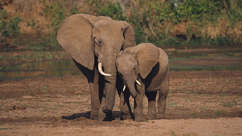 Best 4 Elephants on Hip, mother animal HD wallpaper