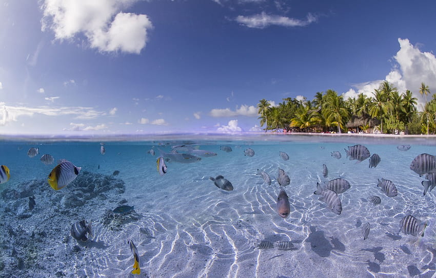 Fische, Korallen, Meeresboden, Kokosnuss, Abschnitt Meer HD-Hintergrundbild
