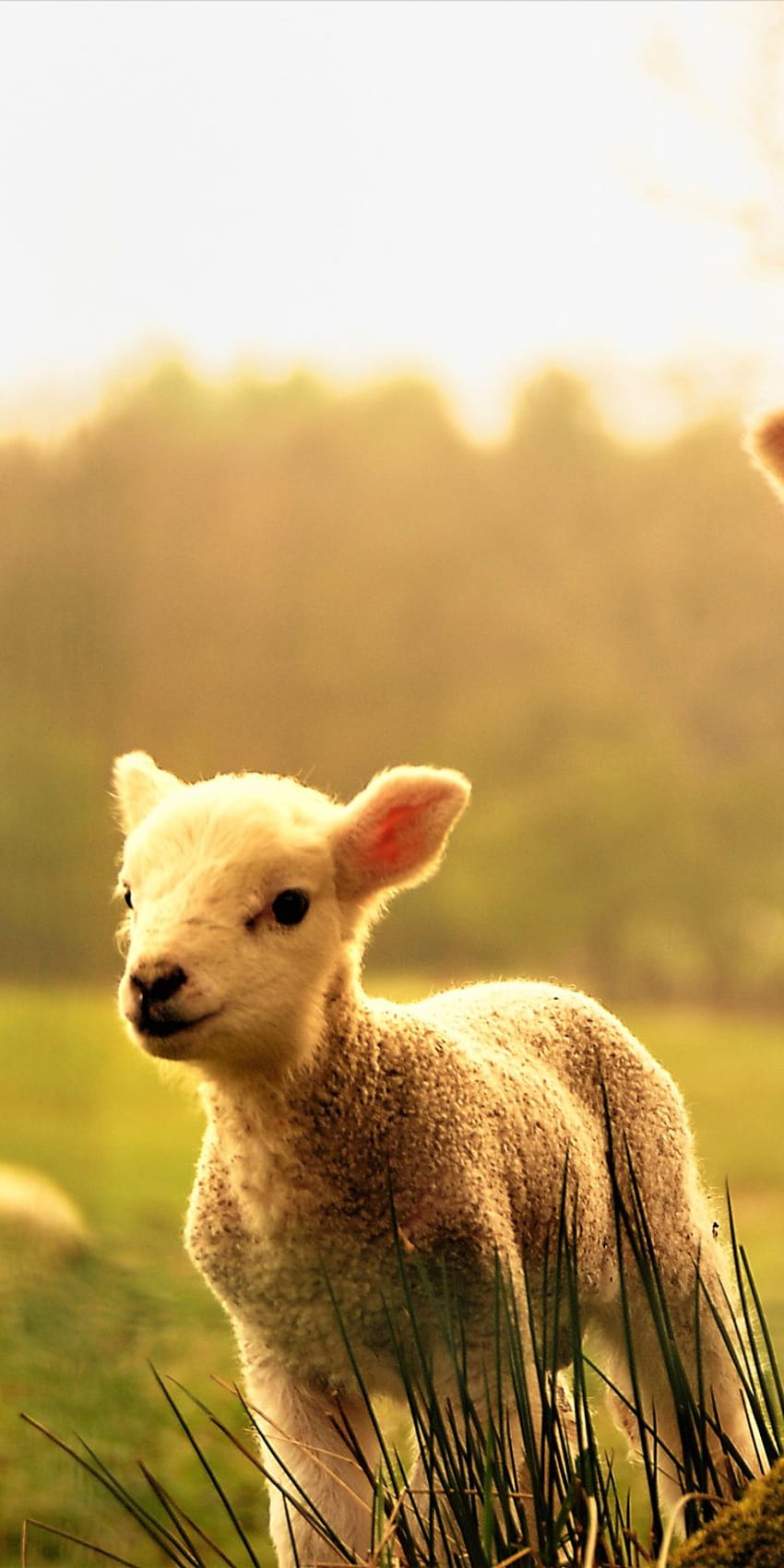 Animal Sheep, cute lambs HD phone wallpaper
