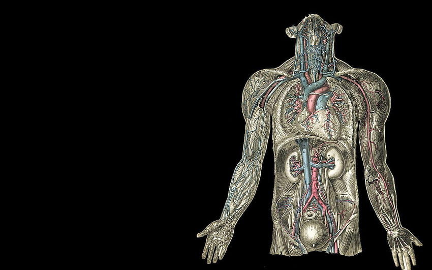 Anatomía, s de anatomía de alta calidad, anatomía humana fondo de pantalla  | Pxfuel