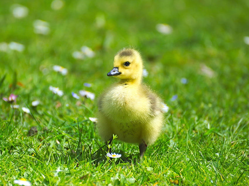 Fluffy Baby Goose, fluffy cows computer HD wallpaper