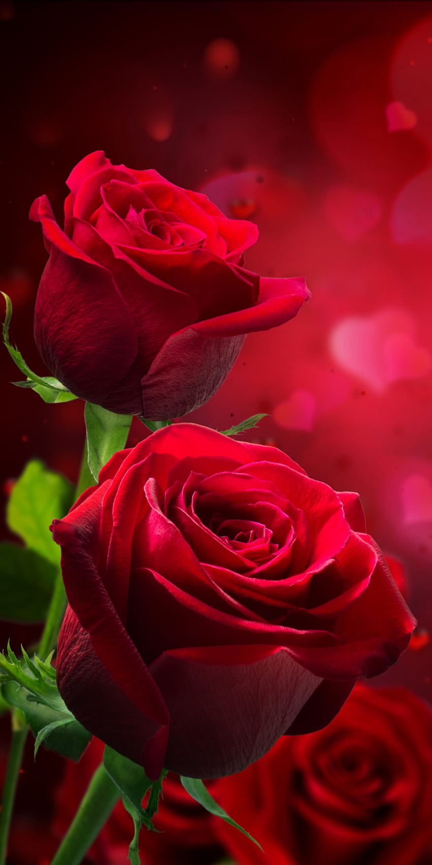 Rosas rojas, hermosa rosa roja fondo de pantalla del teléfono