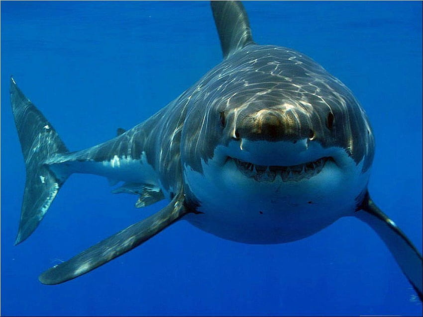Relatório de ataque de tubarão branco da Costa do Pacífico de 2014: papel de parede HD