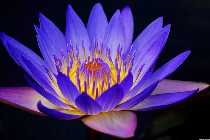 На фонове Лилаво цвете на лотос върху красотата на природата, цветя на лотос HD тапет